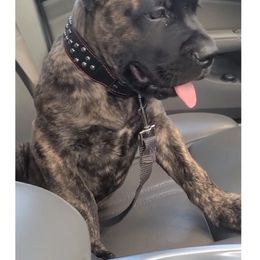Cane Corso Puppies from Nephilim Cane Corso