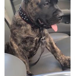 Cane Corso Puppies from Nephilim Cane Corso