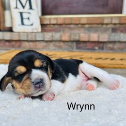 Wrynn - Black tan and white female Beagle puppy in Mansfield, Missouri from Rippee Creek Kennel