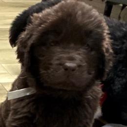 Silver girl - Brown female Newfoundland puppy in Pottstown, Pennsylvania from Latin of Course Newfoundlands