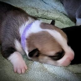 Pembroke Welsh Corgi Puppies from BLACK HILLS CORGIS