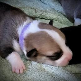 Pembroke Welsh Corgi Puppies from BLACK HILLS CORGIS