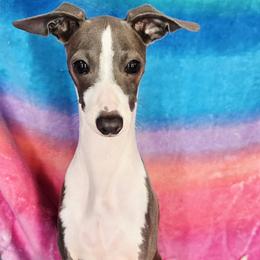 Signature Move - White and blue male Italian Greyhound puppy in Cadwell, Georgia from All The DoDa Day Italian Greyhounds