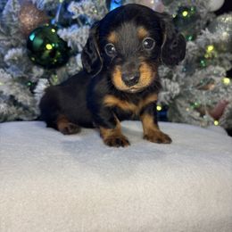 Karson - Black and tan male Dachshund puppy in Mountain Grove, Missouri from Happy Hounds and More🐾