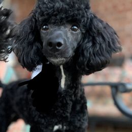 Boy 4 - Black Poodle puppy in Dallas, Texas from Infinity Poodles