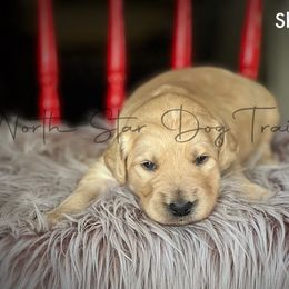 Shorthorn - Goldendoodle puppy in Lancaster, Minnesota from North Star Dog Training