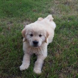 Golden Retriever Puppies from Arkansas River Golden Retrievers