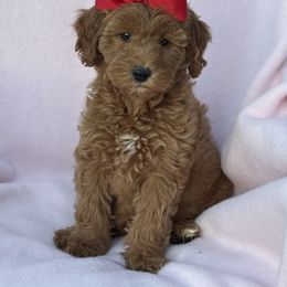 Sarah - Red  female Goldendoodle puppy in Lancaster, Kentucky from Dream Paws Puppies, LLC