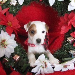 Jack Russell Terrier Puppies from Spritely Jack Russell Terriers