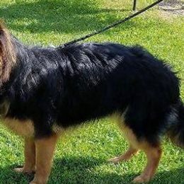 Schotze - German Shepherd