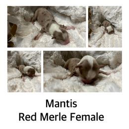 Mantis - Red merle Australian Shepherd puppy in Banning, California from Flying R Aussie Ranch