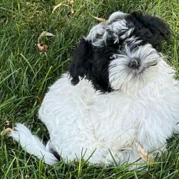 Oreo - Black and white male Havanese puppy in Melba, Idaho from Lawson Havanese