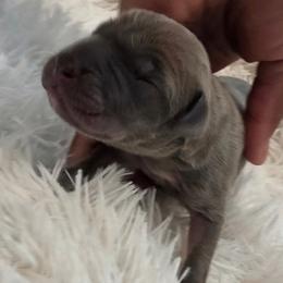 Smokey - Fawn male Great Dane puppy in Colorado Springs, Colorado from Pilot Danes