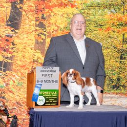 Cri-Kee - English Toy Spaniel