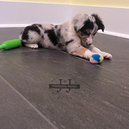 Snuggle Bug - Blue merle female Miniature Australian Shepherd puppy in Mt Juliet, Tennessee from J&J Harmony Acres