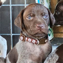 Boy 4 - Liver roan male German Shorthaired Pointer puppy in Henderson, Texas from C4 Gun Dogs