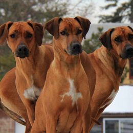 Rhodesian Ridgebacks from Jen Whirlaway Rhodesian Ridgebacks
