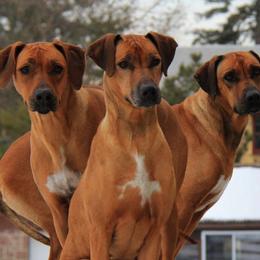 Rhodesian Ridgebacks from Jen Whirlaway Rhodesian Ridgebacks