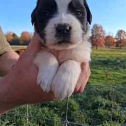 Rosemarry - Brown and white female Saint Bernard puppy in Kinsman, Ohio from Coleman Saint Bernards of Ohio