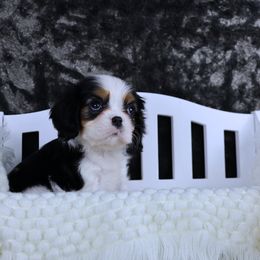 Boston Terrier, Cavalier King Charles Spaniel, French Bulldog, and Golden Retriever Puppies from Promise Land