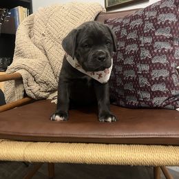 Teeter - Gray female Cane Corso puppy in Utah from 3Lake Kennelz