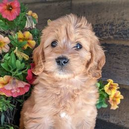 Goldendoodles and Golden Retrievers from So Lucky Farm Goldendoodles