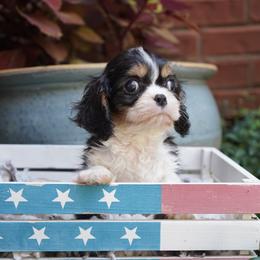 Jordan - Tri-color male Cavalier King Charles Spaniel puppy in Lula, Georgia from Cavaliers by Crumley