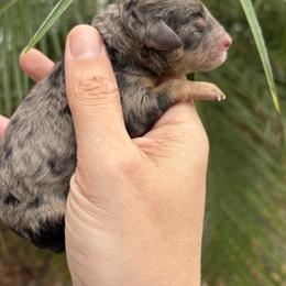 Blue Merle tri color - Blue merle female Aussiedoodle puppy in Weeki Wachee, Florida from Pawprint Dreams Boarding and Kennel