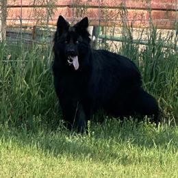 Max - Black male German Shepherd puppy in Herrick, South Dakota from Dakota Shepherds Kennels