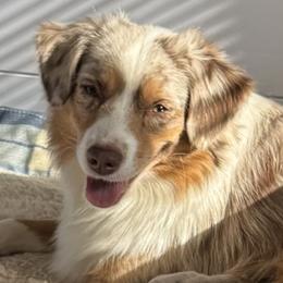 Peaches - Miniature American Shepherd