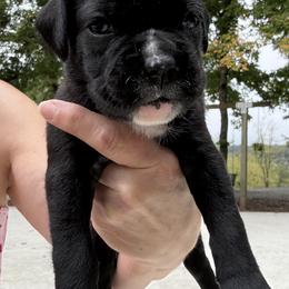 Amelia - Brindle female Boxer puppy in Taft, Tennessee from Hillbillie Boxers