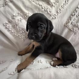 Catahoula Leopard Dog Puppies from Cottonwood Creek Catahoula’s