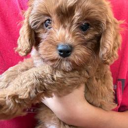 Boy 1 - Red male Cavapoo puppy in Knoxville, Tennessee from Shannan's Cavapoos