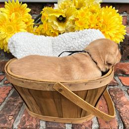 Black Collar Male - Yellow male Labrador Retriever puppy in Hurtsboro, Alabama from PARK’s Family Farm