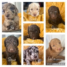 Assorted Doodle Crosses and Goldendoodles from Sweet Southern Doodles