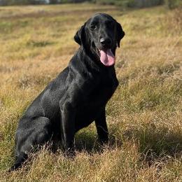 Labrador Retriever puppies from Buffalo Valley Breeders