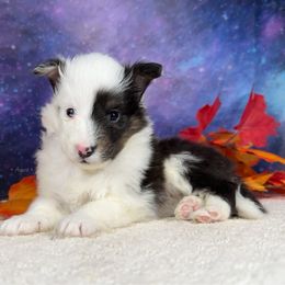 Washi - Blue merle white and tan female Shetland Sheepdog puppy in Elk, Washington from Asgard Shetland Sheepdogs