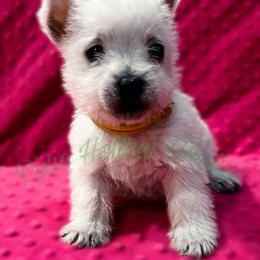 Yellow - White female West Highland White Terrier puppy in Cleveland Tx, Texas from Pixie Hollow Westies