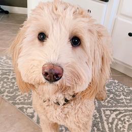 Goldendoodle All Grown Up from Blessed Day Doodles
