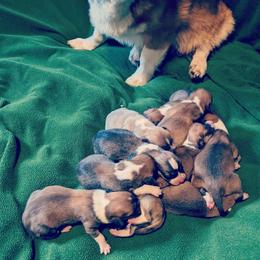Pembroke Welsh Corgi Puppies from Trapman Corgi's