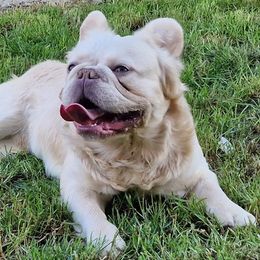 Golden Boy - French Bulldog