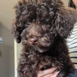 Camaro - Brown and white male Aussiedoodle puppy in Loveland, Colorado from A&L Ranch Aussiedoodles