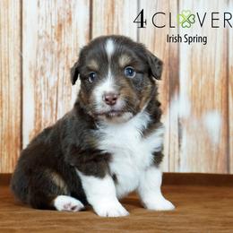 Irish Spring - Red tri-color male Miniature American Shepherd puppy in Carlisle, Pennsylvania from 4 Clovers Kennel