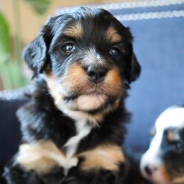 Bernedoodle, Cavapoo, Goldendoodle, Poodle, and Sheepadoodle Puppies from Red Ranch Dogs