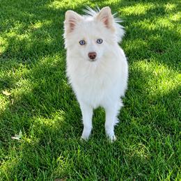 Snowy - Pomsky