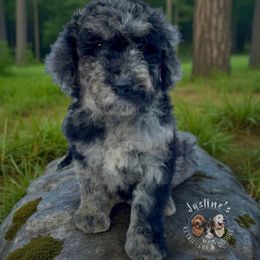 Drift - Merle female Goldendoodle puppy in Sterling, Connecticut from Justine’s Retrievers and Doodles