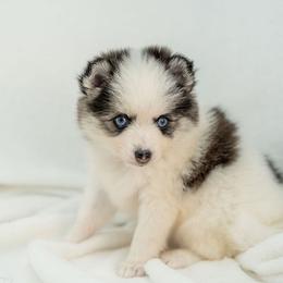 Moo Cow Pie - Black and white female Pomsky puppy in Spring City, Pennsylvania from Pomsky Power Puppies