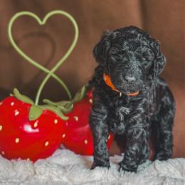 Daisy - Black female Poodle puppy in Midwest City, Oklahoma from Strawberry Hill Puppy Patch
