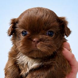 Gunner - Chocolate male Shih Tzu puppy in Tallahassee, Florida from Bows and Bow Ties