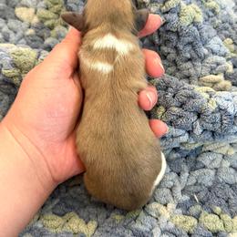 Boy 1 - Dapple male Dachshund puppy in Colville, Washington from G&B Iron Mountain Dachshunds